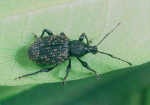 GPC-275 Vine Weevil_web