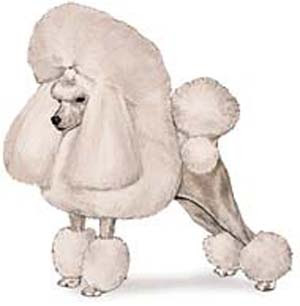 poodle dog breed