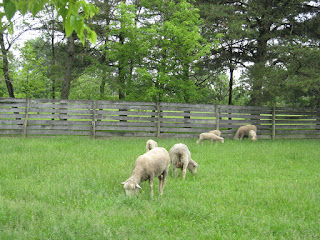 sheep at Slate Run Farm