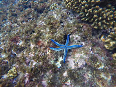 Une jolie étoile de mer