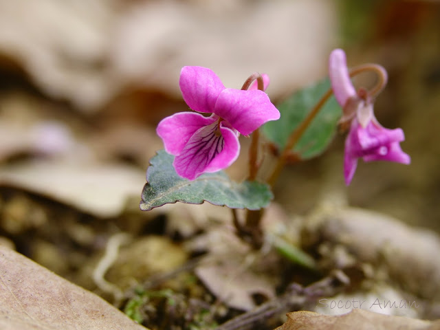 Viola violacea