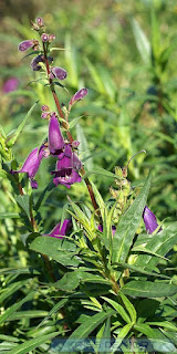 Penstemon x hybrid ‘Russian River’