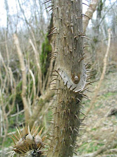 devil's club leaf scar