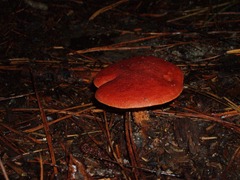 P1010108