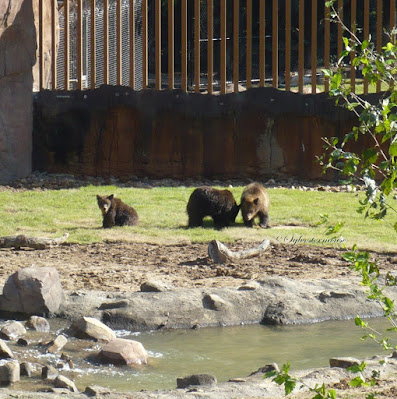 grizzly bears at the Memphis zoo