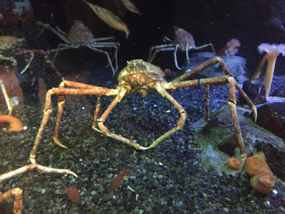 kepiting jepang hidup di dalam akuarium