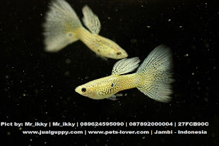 Jual Guppy Blue Singapore,  Harga Guppy Blue Singapore,  Toko Guppy Blue Singapore,  Diskon Guppy Blue Singapore,  Beli Guppy Blue Singapore,  Review Guppy Blue Singapore,  Promo Guppy Blue Singapore,  Spesifikasi Guppy Blue Singapore,  Guppy Blue Singapore Murah,  Guppy Blue Singapore Asli,  Guppy Blue Singapore Original,  Guppy Blue Singapore Jakarta,  Jenis Guppy Blue Singapore,  Budidaya Guppy Blue Singapore,  Peternak Guppy Blue Singapore,  Cara Merawat Guppy Blue Singapore,  Tips Merawat Guppy Blue Singapore,  Bagaimana cara merawat Guppy Blue Singapore,  Bagaimana mengobati Guppy Blue Singapore,  Ciri-Ciri Hamil Guppy Blue Singapore,  Kandang Guppy Blue Singapore,  Ternak Guppy Blue Singapore,  Makanan Guppy Blue Singapore,  Guppy Blue Singapore Termahal,  Adopsi Guppy Blue Singapore,  Jual Cepat Guppy Blue Singapore,  Guppy Blue Singapore  Jakarta,  Guppy Blue Singapore  Bandung,  Guppy Blue Singapore  Medan,  Guppy Blue Singapore  Bali,  Guppy Blue Singapore  Makassar,  Guppy Blue Singapore  Jambi,  Guppy Blue Singapore  Pekanbaru,  Guppy Blue Singapore  Palembang,  Guppy Blue Singapore  Sumatera,  Guppy Blue Singapore  Langsa,  Guppy Blue Singapore  Lhokseumawe,  Guppy Blue Singapore  Meulaboh,  Guppy Blue Singapore  Sabang,  Guppy Blue Singapore  Subulussalam,  Guppy Blue Singapore  Denpasar,  Guppy Blue Singapore  Pangkalpinang,  Guppy Blue Singapore  Cilegon,  Guppy Blue Singapore  Serang,  Guppy Blue Singapore  Tangerang Selatan,  Guppy Blue Singapore  Tangerang,  Guppy Blue Singapore  Bengkulu,  Guppy Blue Singapore  Gorontalo,  Guppy Blue Singapore  guppy,  Guppy Blue Singapore  tropical fish,  Guppy Blue Singapore  aquarium fish,  Guppy Blue Singapore  bubble guppies games,  Guppy Blue Singapore  guppy fish,  Guppy Blue Singapore  bubble guppies videos,  Guppy Blue Singapore  bubble guppies episodes,  Guppy Blue Singapore  bubble guppies full episodes,  Guppy Blue Singapore  super guppy,  Guppy Blue Singapore  bubble guppies cast,  Guppy Blue Singapore  aquarium online,  Guppy Blue Singapore  bubble guppies songs,  Guppy Blue Singapore  tetra aquarium,  Guppy Blue Singapore  guppies for sale,  Guppy Blue Singapore  pregnant guppy,  Guppy Blue Singapore  bubble guppies characters,  Guppy Blue Singapore  bubble guppy,  Guppy Blue Singapore  bubble guppies names,  Guppy Blue Singapore  guppies fish,  Guppy Blue Singapore  guppy breeding,  Guppy Blue Singapore  breeding guppies,  Guppy Blue Singapore  bubble guppie,  Guppy Blue Singapore  nick jr bubble guppies,  Guppy Blue Singapore  bubble guppies coloring pages,  Guppy Blue Singapore  bubble guppies video,  Guppy Blue Singapore  bubble guppy games,  Guppy Blue Singapore  guppy aquarium,  Guppy Blue Singapore  guppy care,  Guppy Blue Singapore  baby guppies,  Guppy Blue Singapore  design aquarium,  Guppy Blue Singapore  how to breed guppies,  Guppy Blue Singapore  endlers guppy,  Guppy Blue Singapore  bubble guppies wiki,  Guppy Blue Singapore  bubble guppies game,  Guppy Blue Singapore  guppies care,  Guppy Blue Singapore  guppy fry,  Guppy Blue Singapore  male guppies,  Guppy Blue Singapore  buble guppies,  Guppy Blue Singapore  guppy fish care,  Guppy Blue Singapore  female guppies,  Guppy Blue Singapore  female guppy,  Guppy Blue Singapore  guppy tank,  Guppy Blue Singapore  types of guppies,  Guppy Blue Singapore  online aquarium,  Guppy Blue Singapore  guppies aquarium,  Guppy Blue Singapore  pregnant guppies,  Guppy Blue Singapore  guppy giving birth,  Guppy Blue Singapore  what do guppies eat,  Guppy Blue Singapore  guppy life span,  Guppy Blue Singapore  guppy pond,  Guppy Blue Singapore  guppy grass,  Guppy Blue Singapore  guppies breeding,  Guppy Blue Singapore  aquarium guppy,  Guppy Blue Singapore  guppies giving birth,  Guppy Blue Singapore  bubble guppies pictures,  Guppy Blue Singapore  bubble guppies show,  Guppy Blue Singapore  male guppy,  Guppy Blue Singapore  guppy fish for sale,  Guppy Blue Singapore  pregnant guppy fish,  Guppy Blue Singapore  endler guppies,  Guppy Blue Singapore  guppy babies,  Guppy Blue Singapore  the bubble guppies,  Guppy Blue Singapore  bubble guppies images,  Guppy Blue Singapore  bubble guppies bubble puppy,  Guppy Blue Singapore  guppy food,  Guppy Blue Singapore  ferplast aquarium,  Guppy Blue Singapore  guppy temperature,  Guppy Blue Singapore  the binding isaac,  Guppy Blue Singapore  guppy tail,  Guppy Blue Singapore  the rebirth of isaac,  Guppy Blue Singapore  the binding of isaac rebirth guppy,  Guppy Blue Singapore  isaac the game,  Guppy Blue Singapore  guppie fish,  Guppy Blue Singapore  guppy fish breeding,  Guppy Blue Singapore  guppy for sale,  Guppy Blue Singapore  guppy tank mates,  Guppy Blue Singapore  aquarium shop online,  Guppy Blue Singapore  guppy gestation,  Guppy Blue Singapore  the binding of isaac guppy,  Guppy Blue Singapore  keeping guppies,  Guppy Blue Singapore  guppy definition,  Guppy Blue Singapore  guppy meaning,  Guppy Blue Singapore  guppy breathing,  Guppy Blue Singapore  fish tropical,  Guppy Blue Singapore  endlers guppies,  Guppy Blue Singapore  baby guppy,  Guppy Blue Singapore  nickelodeon bubble guppies,  Guppy Blue Singapore  guppy fish tank,  Guppy Blue Singapore  guppy types,  Guppy Blue Singapore  guppy fish types,  Guppy Blue Singapore  guppy diseases,  Guppy Blue Singapore  the binding of isaac 2,  Guppy Blue Singapore  isaac the binding,  Guppy Blue Singapore  wild guppies,  Guppy Blue Singapore  wild guppy,  Guppy Blue Singapore  fantail guppies,  Guppy Blue Singapore  guppy pregnancy,  Guppy Blue Singapore  lyretail guppy,  Guppy Blue Singapore  pregnant guppy stages,  Guppy Blue Singapore  guppy pregnant,  Guppy Blue Singapore  male and female guppies,  Guppy Blue Singapore  bubble guppys,  Guppy Blue Singapore  guppy birth,  Guppy Blue Singapore  do guppies need a heater,  Guppy Blue Singapore  pictures of guppies,  Guppy Blue Singapore  guppy fish life span,  Guppy Blue Singapore  guppy water temperature,  Guppy Blue Singapore  show guppies,  Guppy Blue Singapore  black guppy,  Guppy Blue Singapore  red guppy,  Guppy Blue Singapore  binding isaac wiki,  Guppy Blue Singapore  binding of isaac 2,  Guppy Blue Singapore  moscow guppy,  Guppy Blue Singapore  guppy forum,  Guppy Blue Singapore  guppies online,  Guppy Blue Singapore  fantail guppy,  Guppy Blue Singapore  yellow guppy,  Guppy Blue Singapore  snakeskin guppy,  Guppy Blue Singapore  guppy fry growth chart,  Guppy Blue Singapore  guppy fish food,  Guppy Blue Singapore  temperature for guppies,  Guppy Blue Singapore  water temperature for guppies,  Guppy Blue Singapore  guppy games,  Guppy Blue Singapore  black moscow guppy,  Guppy Blue Singapore  full red guppy,  Guppy Blue Singapore  blue moscow guppy,  Guppy Blue Singapore  game isaac,  Guppy Blue Singapore  male guppy fish,  Guppy Blue Singapore  guppy varieties,  Guppy Blue Singapore  albino guppy,  Guppy Blue Singapore  guppy pregnancy stages,  Guppy Blue Singapore  tequila sunrise guppy,  Guppy Blue Singapore  guppy fin rot,  Guppy Blue Singapore  guppy genetics,  Guppy Blue Singapore  pink guppy,  Guppy Blue Singapore  the guppy,  Guppy Blue Singapore  highland guppy,  Guppy Blue Singapore  guppy breeding tank,  Guppy Blue Singapore  guppy breeds,  Guppy Blue Singapore  show guppies for sale,  Guppy Blue Singapore  guppies for sale uk,  Guppy Blue Singapore  is my guppy pregnant,  Guppy Blue Singapore  guppies having babies,  Guppy Blue Singapore  guppy female,  Guppy Blue Singapore  guppy fry care,  Guppy Blue Singapore  do guppies need a filter,  Guppy Blue Singapore  do guppies eat their babies,  Guppy Blue Singapore  do guppies sleep,  Guppy Blue Singapore  aquarium 40 liter,  Guppy Blue Singapore  guppy game,  Guppy Blue Singapore  neon guppies,  Guppy Blue Singapore  neon guppy,  Guppy Blue Singapore  guppy neon,  Guppy Blue Singapore  isaac of binding,  Guppy Blue Singapore  moscow blue guppy,  Guppy Blue Singapore  guppy tail rot,  Guppy Blue Singapore  isaac the rebirth,  Guppy Blue Singapore  fish guppies,  Guppy Blue Singapore  guppies dying,  Guppy Blue Singapore  guppy species,  Guppy Blue Singapore  guppy gravid spot,  Guppy Blue Singapore  the of isaac,  Guppy Blue Singapore  breeding guppies for beginners,  Guppy Blue Singapore  guppy breeding cycle,  Guppy Blue Singapore  female guppies for sale,  Guppy Blue Singapore  guppies pregnant,  Guppy Blue Singapore  pregnant female guppy,  Guppy Blue Singapore  caring for guppies,  Guppy Blue Singapore  guppies babies,  Guppy Blue Singapore  guppy fry growth,  Guppy Blue Singapore  guppy tank setup,  Guppy Blue Singapore  guppy fish giving birth,  Guppy Blue Singapore  guppy fry food,  Guppy Blue Singapore  different types of guppies,  Guppy Blue Singapore  types of guppy,  Guppy Blue Singapore  guppy pictures,  Guppy Blue Singapore  aquarium voor beginners,  Guppy Blue Singapore  guppy life cycle,  Guppy Blue Singapore  guppies temperature,  Guppy Blue Singapore  guppy gestation period,  Guppy Blue Singapore  the binding of the isaac,  Guppy Blue Singapore  feeding guppies,  Guppy Blue Singapore  guppi fish,  Guppy Blue Singapore  guppy fish facts,  Guppy Blue Singapore  guppy breeders,  Guppy Blue Singapore  guppy wiki,  Guppy Blue Singapore  freshwater guppies,  Guppy Blue Singapore  rare guppies,  Guppy Blue Singapore  raising guppies,  Guppy Blue Singapore  guppy colors,  Guppy Blue Singapore  guppy strains,  Guppy Blue Singapore  guppy size,  Guppy Blue Singapore  turquoise guppy,  Guppy Blue Singapore  leopard guppy,  Guppy Blue Singapore  guppy love,  Guppy Blue Singapore  guppy images,  Guppy Blue Singapore  guppy plant,  Guppy Blue Singapore  water temp for guppies,  Guppy Blue Singapore  guppy breeding setup,  Guppy Blue Singapore  guppies for sale online,  Guppy Blue Singapore  guppys aquarium,  Guppy Blue Singapore  guppy fish pregnant,  Guppy Blue Singapore  guppy care sheet,  Guppy Blue Singapore  endler guppy hybrid,  Guppy Blue Singapore  baby guppy fish,  Guppy Blue Singapore  female guppy fish,  Guppy Blue Singapore  bubble guppies nickelodeon,  Guppy Blue Singapore  guppy tanks,  Guppy Blue Singapore  guppies food,  Guppy Blue Singapore  best food for guppies,  Guppy Blue Singapore  tropical guppies,  Guppy Blue Singapore  black guppy fish,  Guppy Blue Singapore  black moscow guppies,  Guppy Blue Singapore  gestation period for guppies,  Guppy Blue Singapore  blue neon guppy,  Guppy Blue Singapore  red mosaic guppy,  Guppy Blue Singapore  betta and guppies,  Guppy Blue Singapore  guppy fishes,  Guppy Blue Singapore  fish compatible with guppies,  Guppy Blue Singapore  what is a guppy fish,  Guppy Blue Singapore  guppy s,  Guppy Blue Singapore  guppy guppy,  Guppy Blue Singapore  guppy facts,  Guppy Blue Singapore  guppy behavior,  Guppy Blue Singapore  green guppy,  Guppy Blue Singapore  white guppy,  Guppy Blue Singapore  guppy dropsy,  Guppy Blue Singapore  purple guppy,  Guppy Blue Singapore  bloated guppy,  Guppy Blue Singapore  angelfish and guppies,  Guppy Blue Singapore  fin rot guppy,  Guppy Blue Singapore  guppies keep dying,  Guppy Blue Singapore  mollies and guppies,  Guppy Blue Singapore  stages of guppy pregnancy,  Guppy Blue Singapore  south african guppies,  Guppy Blue Singapore  mosaic guppy,  Guppy Blue Singapore  guppy cartoon,  Guppy Blue Singapore  breeding guppy,  Guppy Blue Singapore  aquarium guppies,  Guppy Blue Singapore  pregnant guppie,  Guppy Blue Singapore  female guppy pregnant,  Guppy Blue Singapore  guppy tank size,  Guppy Blue Singapore  guppies tank mates,  Guppy Blue Singapore  do guppies give live birth,  Guppy Blue Singapore  buy guppies,  Guppy Blue Singapore  food for guppies,  Guppy Blue Singapore  types of guppy fish,  Guppy Blue Singapore  guppy disease,  Guppy Blue Singapore  tropical fish guppies,  Guppy Blue Singapore  black guppies,  Guppy Blue Singapore  guppy black,  Guppy Blue Singapore  red guppies,  Guppy Blue Singapore  red guppy fish,  Guppy Blue Singapore  moscow guppies,  Guppy Blue Singapore  guppies and bettas,  Guppy Blue Singapore  guppy fish information,  Guppy Blue Singapore  guppy fish images,  Guppy Blue Singapore  all about guppies,  Guppy Blue Singapore  guppy breeder,  Guppy Blue Singapore  guppys online,  Guppy Blue Singapore  guppy poecilia reticulata,  Guppy Blue Singapore  guppy a,  Guppy Blue Singapore  purple guppies,  Guppy Blue Singapore  beautiful guppies,  Guppy Blue Singapore  guppy pdf,  Guppy Blue Singapore  guppy swimming vertically,  Guppy Blue Singapore  guppy names,  Guppy Blue Singapore  yellow guppies,  Guppy Blue Singapore  male guppies fighting,  Guppy Blue Singapore  guppies and tetras,  Guppy Blue Singapore  saltwater guppies,  Guppy Blue Singapore  guppies and mollies,  Guppy Blue Singapore  the guppies,  Guppy Blue Singapore  breeding guppies in community tank,  Guppy Blue Singapore  breed guppies,  Guppy Blue Singapore  live guppies for sale,  Guppy Blue Singapore  guppies fish for sale,  Guppy Blue Singapore  breeding guppies for profit,  Guppy Blue Singapore  guppies aquarium products,  Guppy Blue Singapore  taking care of guppies,  Guppy Blue Singapore  guppies fish care,  Guppy Blue Singapore  john endler guppies,  Guppy Blue Singapore  guppy fish babies,  Guppy Blue Singapore  male and female guppy,  Guppy Blue Singapore  guppy fry development,  Guppy Blue Singapore  guppy fry stages,  Guppy Blue Singapore  guppies fish tank,  Guppy Blue Singapore  guppies tank,  Guppy Blue Singapore  guppy fry tank,  Guppy Blue Singapore  female guppy giving birth,  Guppy Blue Singapore  pregnant guppy giving birth,  Guppy Blue Singapore  guppies birth,  Guppy Blue Singapore  guppy give birth,  Guppy Blue Singapore  guppies types,  Guppy Blue Singapore  how much do guppies cost,  Guppy Blue Singapore  do guppies eat algae,  Guppy Blue Singapore  guppy diseases pictures,  Guppy Blue Singapore  pregnant guppy pictures,  Guppy Blue Singapore  pictures of guppy fish,  Guppy Blue Singapore  guppy fish diseases,  Guppy Blue Singapore  show guppy,  Guppy Blue Singapore  guppy tropical fish,  Guppy Blue Singapore  guppies tropical fish,  Guppy Blue Singapore  half black guppy,  Guppy Blue Singapore  neon blue guppy,  Guppy Blue Singapore  guppies and neon tetras,  Guppy Blue Singapore  binding of the isaac,  Guppy Blue Singapore  moscow blue guppies,  Guppy Blue Singapore  of isaac game,  Guppy Blue Singapore  feeding guppy fry,  Guppy Blue Singapore  game the binding of isaac,  Guppy Blue Singapore  the binding of isaac the game,  Guppy Blue Singapore  blue guppy fish,  Guppy Blue Singapore  fish that can live with guppies,  Guppy Blue Singapore  images of guppy fish,  Guppy Blue Singapore  guppy online,  Guppy Blue Singapore  albino guppies,  Guppy Blue Singapore  pics of guppies,  Guppy Blue Singapore  my guppies keep dying,  Guppy Blue Singapore  guppy colours,  Guppy Blue Singapore  guppy growth chart,  Guppy Blue Singapore  golden guppy,  Guppy Blue Singapore  colorful guppies,  Guppy Blue Singapore  columnaris guppy,  Guppy Blue Singapore  guppy diet,  Guppy Blue Singapore  dragon guppy,  Guppy Blue Singapore  atfg guppy,  Guppy Blue Singapore  blue diamond guppy,  Guppy Blue Singapore  gold guppy,  Guppy Blue Singapore  guppy scientific name,  Guppy Blue Singapore  guppies fighting,  Guppy Blue Singapore  pingu guppy,  Guppy Blue Singapore  trinidadian guppies,  Guppy Blue Singapore  dropsy guppy,  Guppy Blue Singapore  fat guppy,  Guppy Blue Singapore  guppy guppies,  Guppy Blue Singapore  guppy singapore,  Guppy Blue Singapore  sunset guppy,  Guppy Blue Singapore  guppy natural habitat,  Guppy Blue Singapore  guppies breeding cycle,  Guppy Blue Singapore  breeding tank for guppies,  Guppy Blue Singapore  guppy breeding guide,  Guppy Blue Singapore  guppies fish breeding,  Guppy Blue Singapore  guppy breeding trap,  Guppy Blue Singapore  guppy breeding tank setup,  Guppy Blue Singapore  guppy sale,  Guppy Blue Singapore  rare guppies for sale,  Guppy Blue Singapore  endler guppies for sale,  Guppy Blue Singapore  aquarium de guppy,  Guppy Blue Singapore  pregnant guppy behavior,  Guppy Blue Singapore  guppie care,  Guppy Blue Singapore  guppy care guide,  Guppy Blue Singapore  baby guppy care,  Guppy Blue Singapore  guppy having babies,  Guppy Blue Singapore  guppies male or female,  Guppy Blue Singapore  guppies female,  Guppy Blue Singapore  guppy fish female,  Guppy Blue Singapore  guppies fry,  Guppy Blue Singapore  raising guppy fry,  Guppy Blue Singapore  guppy birth signs,  Guppy Blue Singapore  guppies live birth,  Guppy Blue Singapore  guppy fish pictures,  Guppy Blue Singapore  guppies pictures,  Guppy Blue Singapore  female guppy pictures,  Guppy Blue Singapore  life cycle of a guppy,  Guppy Blue Singapore  guppies water temperature,  Guppy Blue Singapore  tropical fish guppy,  Guppy Blue Singapore  tropical guppy,  Guppy Blue Singapore  moscow black guppy,  Guppy Blue Singapore  neon tetras and guppies,  Guppy Blue Singapore  guppy tails,  Guppy Blue Singapore  guppy feeding,  Guppy Blue Singapore  bettas and guppies,  Guppy Blue Singapore  guppies and betta,  Guppy Blue Singapore  can guppies live with bettas,  Guppy Blue Singapore  guppy fish price,  Guppy Blue Singapore  guppy fish varieties,  Guppy Blue Singapore  wild guppy fish,  Guppy Blue Singapore  guppys fish,  Guppy Blue Singapore  guppies information,  Guppy Blue Singapore  free guppies,  Guppy Blue Singapore  blue glass guppy,  Guppy Blue Singapore  guppy d,  Guppy Blue Singapore  pink guppies,  Guppy Blue Singapore  guppy behaviour,  Guppy Blue Singapore  common guppy,  Guppy Blue Singapore  ribbon guppy,  Guppy Blue Singapore  kinds of guppies,  Guppy Blue Singapore  gonopodium guppy,  Guppy Blue Singapore  rare guppy,  Guppy Blue Singapore  guppy compatibility,  Guppy Blue Singapore  pretty guppies,  Guppy Blue Singapore  snakeskin guppies,  Guppy Blue Singapore  guppy anatomy,  Guppy Blue Singapore  green guppies,  Guppy Blue Singapore  guppies in the wild,  Guppy Blue Singapore  guppy growth,  Guppy Blue Singapore  guppy water temp,  Guppy Blue Singapore  guppy swim bladder,  Guppy Blue Singapore  german yellow guppy,  Guppy Blue Singapore  guppy videos,  Guppy Blue Singapore  cartoon guppy,  Guppy Blue Singapore  guppy not eating,  Guppy Blue Singapore  exotic guppy,  Guppy Blue Singapore  breeding guppys,  Guppy Blue Singapore  breeding guppy fish,  Guppy Blue Singapore  guppies for sale cheap,  Guppy Blue Singapore  guppy breed,  Guppy Blue Singapore  cheap guppies for sale,  Guppy Blue Singapore  wild guppies for sale,  Guppy Blue Singapore  guppys for sale,  Guppy Blue Singapore  baby guppies for sale,  Guppy Blue Singapore  guppy fry for sale,  Guppy Blue Singapore  guppy fish aquarium,  Guppy Blue Singapore  aquarium fish guppy,  Guppy Blue Singapore  care for guppies,  Guppy Blue Singapore  bubble guppies nick,  Guppy Blue Singapore  nick bubble guppies,  Guppy Blue Singapore  guppie fry,  Guppy Blue Singapore  caring for guppy fry,  Guppy Blue Singapore  guppy fish tanks,  Guppy Blue Singapore  female guppies giving birth,  Guppy Blue Singapore  where to buy guppies,  Guppy Blue Singapore  fish food for guppies,  Guppy Blue Singapore  pictures of pregnant guppies,  Guppy Blue Singapore  albino red guppy,  Guppy Blue Singapore  moscow green guppy,  Guppy Blue Singapore  purple moscow guppies,  Guppy Blue Singapore  isaac of rebirth,  Guppy Blue Singapore  feeding baby guppies,  Guppy Blue Singapore  guppy photo,  Guppy Blue Singapore  game binding of isaac,  Guppy Blue Singapore  a guppy fish,  Guppy Blue Singapore  compatible fish with guppies,  Guppy Blue Singapore  live guppies,  Guppy Blue Singapore  poecilia reticulata guppy,  Guppy Blue Singapore  exotic guppies,  Guppy Blue Singapore  guppy price,  Guppy Blue Singapore  guppy video,  Guppy Blue Singapore  guppy wallpaper,  Guppy Blue Singapore  white guppies,  Guppy Blue Singapore  lyretail guppies,  Guppy Blue Singapore  small guppies,  Guppy Blue Singapore  guppy mouth,  Guppy Blue Singapore  blonde guppy,  Guppy Blue Singapore  peacock guppy,  Guppy Blue Singapore  looking after guppies,  Guppy Blue Singapore  guppy bent spine,  Guppy Blue Singapore  plants for guppies,  Guppy Blue Singapore  guppy predators,  Guppy Blue Singapore  beautiful guppy,  Guppy Blue Singapore  guppy eyes,  Guppy Blue Singapore  guppy gonopodium,  Guppy Blue Singapore  singapore guppy,  Guppy Blue Singapore  dropsy in guppies,  Guppy Blue Singapore  guppy fungus,  Guppy Blue Singapore  gubbi fish,  Guppy Blue Singapore  selective breeding guppies,  Guppy Blue Singapore  breeding mollies and guppies,  Guppy Blue Singapore  breeds of guppies,  Guppy Blue Singapore  guppies sale,  Guppy Blue Singapore  guppy breeding net,  Guppy Blue Singapore  rare guppy breeds,  Guppy Blue Singapore  guppie breeding,  Guppy Blue Singapore  albino guppies for sale,  Guppy Blue Singapore  blue guppies for sale,  Guppy Blue Singapore  pregnant guppies for sale,  Guppy Blue Singapore  guppy aquariums,  Guppy Blue Singapore  aquarium a guppy,  Guppy Blue Singapore  care of guppies,  Guppy Blue Singapore  baby guppies care,  Guppy Blue Singapore  guppy baby fish,  Guppy Blue Singapore  guppy male female,  Guppy Blue Singapore  male female guppies,  Guppy Blue Singapore  bubble guppies on nick jr,  Guppy Blue Singapore  guppy breeder tank,  Guppy Blue Singapore  buy guppy fish,  Guppy Blue Singapore  baby guppy food,  Guppy Blue Singapore  type of guppies,  Guppy Blue Singapore  do guppies need air pump,  Guppy Blue Singapore  pictures of guppies fish,  Guppy Blue Singapore  picture of guppies,  Guppy Blue Singapore  female guppies pictures,  Guppy Blue Singapore  guppy picture,  Guppy Blue Singapore  guppies life span,  Guppy Blue Singapore  life span of guppies,  Guppy Blue Singapore  guppy life expectancy,  Guppy Blue Singapore  show quality guppies,  Guppy Blue Singapore  breeding show guppies,  Guppy Blue Singapore  tropical guppy fish,  Guppy Blue Singapore  guppy fish game,  Guppy Blue Singapore  guppies gestation period,  Guppy Blue Singapore  guppies gestation,  Guppy Blue Singapore  fan tail guppies,  Guppy Blue Singapore  fan tailed guppies,  Guppy Blue Singapore  dragon tail guppy,  Guppy Blue Singapore  the rebirth of isaac game,  Guppy Blue Singapore  the isaac game,  Guppy Blue Singapore  guppies feeding,  Guppy Blue Singapore  guppy photos,  Guppy Blue Singapore  about guppy fish,  Guppy Blue Singapore  yellow guppy fish,  Guppy Blue Singapore  guppy fish bowl,  Guppy Blue Singapore  selling guppies,  Guppy Blue Singapore  guppy pics,  Guppy Blue Singapore  about guppies,  Guppy Blue Singapore  ifga guppies,  Guppy Blue Singapore  taiwan guppy,  Guppy Blue Singapore  guppies price,  Guppy Blue Singapore  different kinds of guppies,  Guppy Blue Singapore  guppy blog,  Guppy Blue Singapore  guppy plants,  Guppy Blue Singapore  guppy green,  Guppy Blue Singapore  tankmates for guppies,  Guppy Blue Singapore  freshwater guppy,  Guppy Blue Singapore  tequila sunrise guppies,  Guppy Blue Singapore  endless guppy,  Guppy Blue Singapore  platies and guppies,  Guppy Blue Singapore  guppy parasites,  Guppy Blue Singapore  guppy pet,  Guppy Blue Singapore  guppy illness,  Guppy Blue Singapore  pet guppies,  Guppy Blue Singapore  guppy white,  Guppy Blue Singapore  guppies species,  Guppy Blue Singapore  hybrid guppies,  Guppy Blue Singapore  breeding tanks for guppies,  Guppy Blue Singapore  guppy breeding tanks,  Guppy Blue Singapore  guppy care and breeding,  Guppy Blue Singapore  breeding guppies for feeders,  Guppy Blue Singapore  guppy fish sale,  Guppy Blue Singapore  breeding guppies for sale,  Guppy Blue Singapore  guppy aquarium fish,  Guppy Blue Singapore  aquarium guppy fish,  Guppy Blue Singapore  guppies aquariums,  Guppy Blue Singapore  pregnant guppys,  Guppy Blue Singapore  pregnant female guppies,  Guppy Blue Singapore  raising baby guppies,  Guppy Blue Singapore  guppy fry color,  Guppy Blue Singapore  guppy fry size,  Guppy Blue Singapore  guppy birthing process,  Guppy Blue Singapore  buying guppies,  Guppy Blue Singapore  buy guppy fish online,  Guppy Blue Singapore  buy guppy,  Guppy Blue Singapore  homemade guppy food,  Guppy Blue Singapore  pictures of female guppies,  Guppy Blue Singapore  pictures of baby guppies,  Guppy Blue Singapore  guppies diseases,  Guppy Blue Singapore  guppy diseases symptoms,  Guppy Blue Singapore  life cycle of guppies,  Guppy Blue Singapore  guppy shows,  Guppy Blue Singapore  show guppy breeders,  Guppy Blue Singapore  is a guppy a tropical fish,  Guppy Blue Singapore  binding the isaac,  Guppy Blue Singapore  the of isaac game,  Guppy Blue Singapore  the game isaac,  Guppy Blue Singapore  guppy fish photos,  Guppy Blue Singapore  photos of guppies,  Guppy Blue Singapore  binding isaac game,  Guppy Blue Singapore  binding game,  Guppy Blue Singapore  guppies fishing report,  Guppy Blue Singapore  all about guppy fish,  Guppy Blue Singapore  the guppy fish,  Guppy Blue Singapore  how much are guppy fish,  Guppy Blue Singapore  is a guppy a fish,  Guppy Blue Singapore  guppy fish wiki,  Guppy Blue Singapore  guppies fish bowl,  Guppy Blue Singapore  cheap guppies,  Guppy Blue Singapore  fresh water guppies,  Guppy Blue Singapore  how to sell guppies,  Guppy Blue Singapore  pond guppies,  Guppy Blue Singapore  information about guppies,  Guppy Blue Singapore  guppy illnesses,  Guppy Blue Singapore  guppy hatchery,  Guppy Blue Singapore  guppy store,  Guppy Blue Singapore  guppies fin rot,  Guppy Blue Singapore  common guppies,  Guppy Blue Singapore  guppy prices,  Guppy Blue Singapore  guppy mouth fungus,  Guppy Blue Singapore  singapore guppies,  Guppy Blue Singapore  guppy book,  Guppy Blue Singapore  large guppy,  Guppy Blue Singapore  breading guppies,  Guppy Blue Singapore  malaysia guppy,  Guppy Blue Singapore  aggressive guppies,  Guppy Blue Singapore  guppies diet,  Guppy Blue Singapore  my guppy,  Guppy Blue Singapore  robert john lechmere guppy,  Guppy Blue Singapore  guppy breading,  Guppy Blue Singapore  guppy forums,  Guppy Blue Singapore  guppies pics,  Guppy Blue Singapore  guppy fin rot treatment,  Guppy Blue Singapore  the re-birth,  Guppy Blue Singapore  the binding rebirth,  Guppy Blue Singapore  guppies aquarium supplies,  Guppy Blue Singapore  aquarium mit guppys,  Guppy Blue Singapore  guppys im aquarium,  Guppy Blue Singapore  fry guppy,  Guppy Blue Singapore  where can i buy guppies,  Guppy Blue Singapore  breeding guppies for food,  Guppy Blue Singapore  guppy fish picture,  Guppy Blue Singapore  binding of isaac original,  Guppy Blue Singapore  the isaac of binding,  Guppy Blue Singapore  rebirth of isaac game,  Guppy Blue Singapore  game of isaac,  Guppy Blue Singapore  guppies photos,  Guppy Blue Singapore  guppy fish breeders,  Guppy Blue Singapore  what is guppy fish,  Guppy Blue Singapore  guppy water conditions,  Guppy Blue Singapore  german guppies,  Guppy Blue Singapore  laser beam guppy,  Guppy Blue Singapore  the binding of rebirth,  Guppy Blue Singapore  the binding of isaac a,  Guppy Blue Singapore  guppy rebirth, 