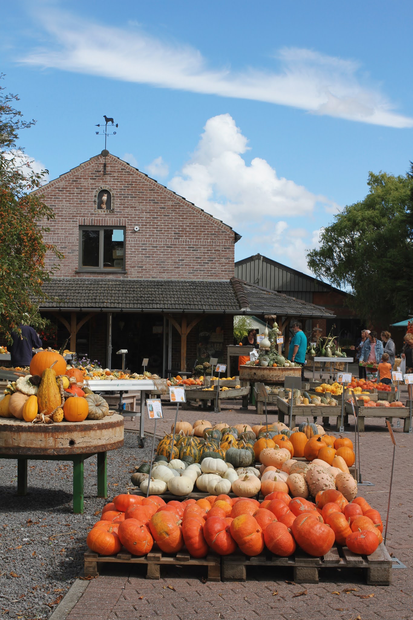A visit to Charlottes Pompoenen pumpkin farm