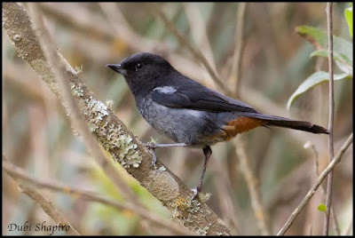 Grey bellied Flowerpiercer