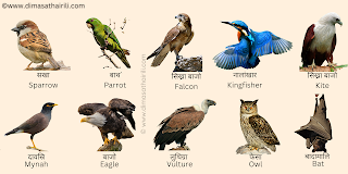 25+ birds name with pictures