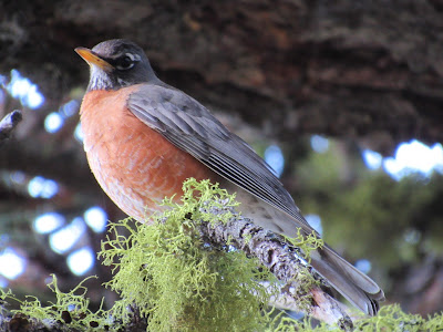 Lassen Volcanic National Park California birding hotspot
