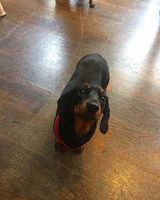 Days out: Sausage Dog pop up cafe in Brighton