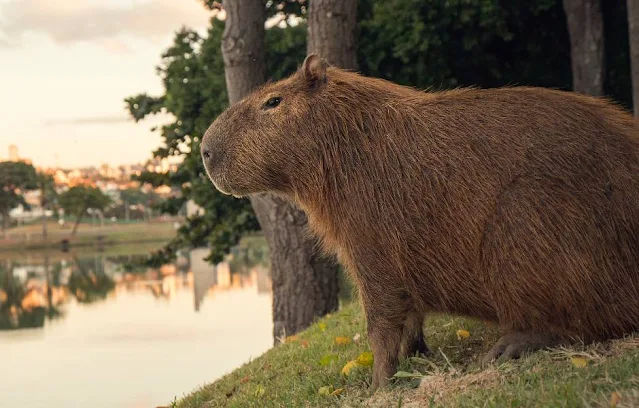 The capybara (Hydrochoerus hydrochaeris (Linnaeus, 1766)) is a large caviar rodent native to South America and the largest living rodent in the world.