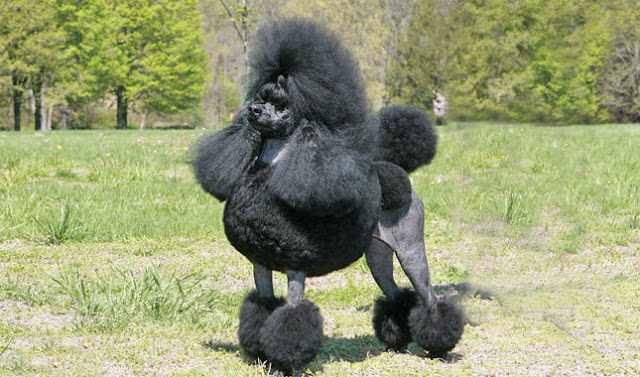 40 HQ Pictures Black Standard Poodle Puppy Cut / Poodle | Australian Dog Lover