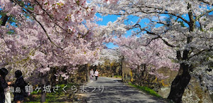 [福島] 鶴ヶ城の桜がすごすぎる！☆ 西出丸エリア