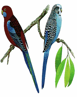 Valentine's LoveBirds Greeting Cards