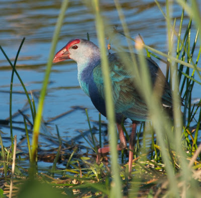 Grey-headed Swamphen (Porphyrio poliocephalus)