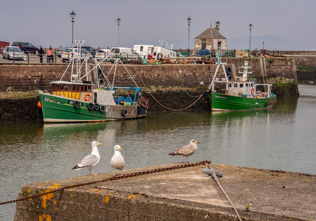 Photo of seagulls and fishing boats in Maryport Harbour