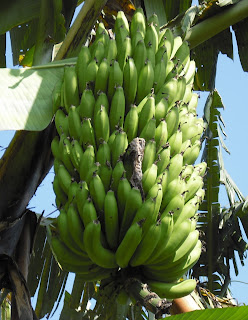 buah pisang kepok yogyakarta