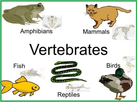 Gambar Hewan  Bertulang Belakang