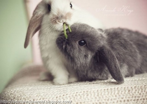 Two small bunny.