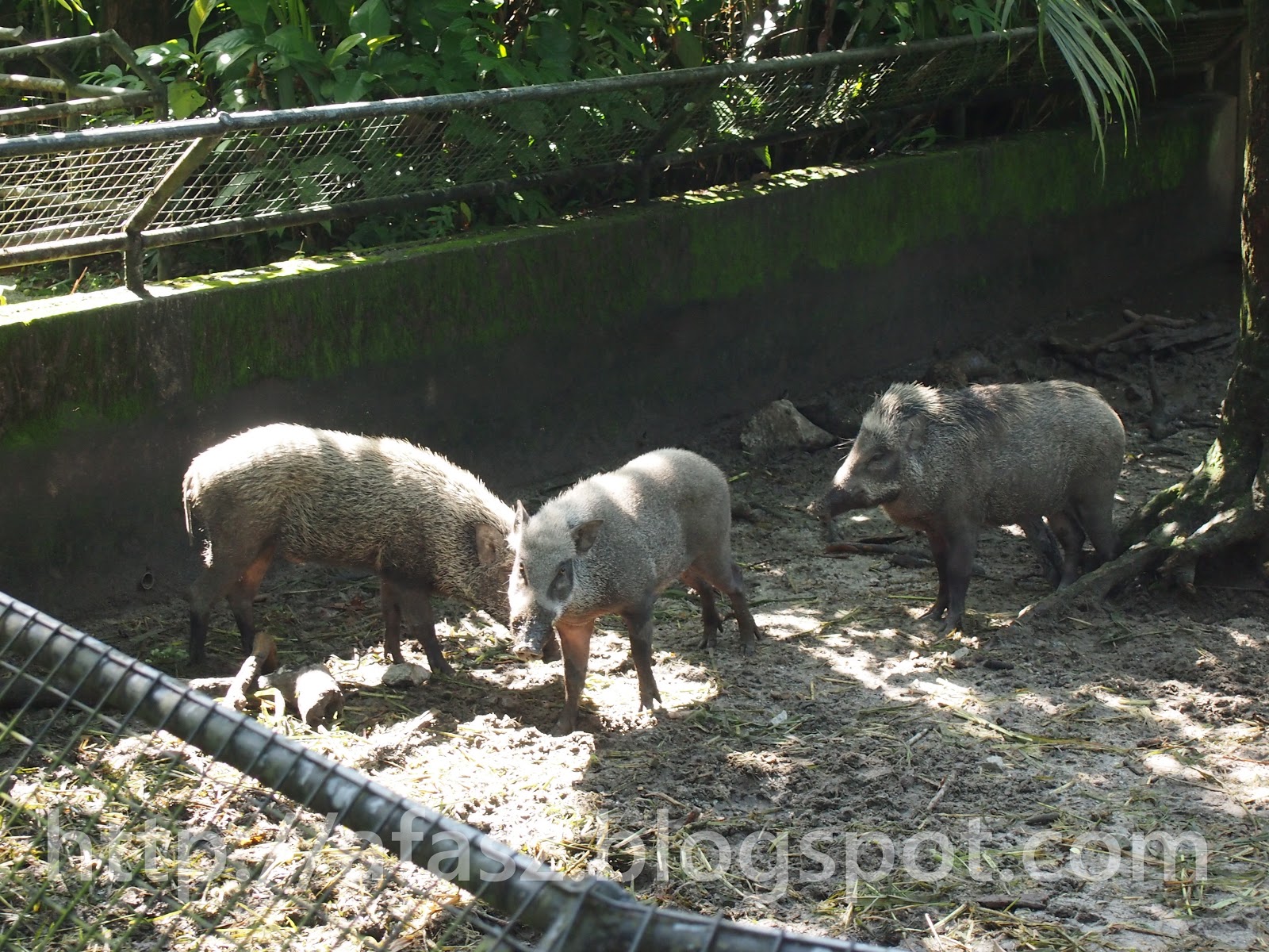 Afasz.com: Haiwan-haiwan di Zoo Taiping (Part I)