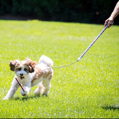 A dog plays with a flirt pole teaser toy