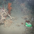 Onderwaterrobot toont hoe diep het mariene afvalprobleem zit 