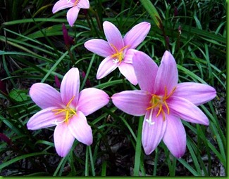 Zephyranthes pink Zephyranthes pink