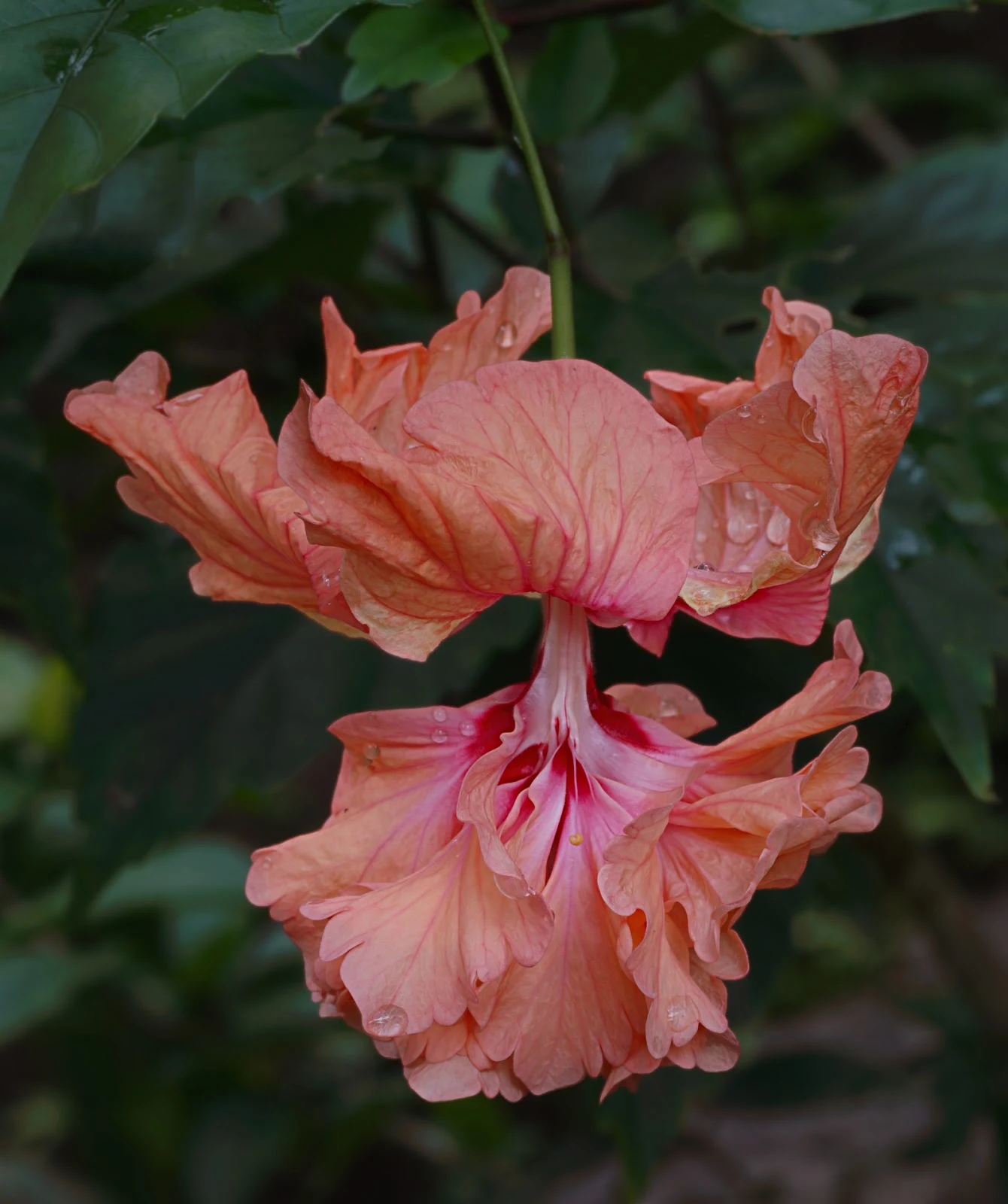 Compared to the first attempt this Hibiscus has more pop, more depth and a hint of 3D
