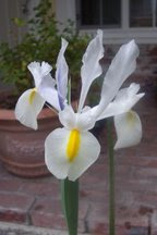 White Dutch iris