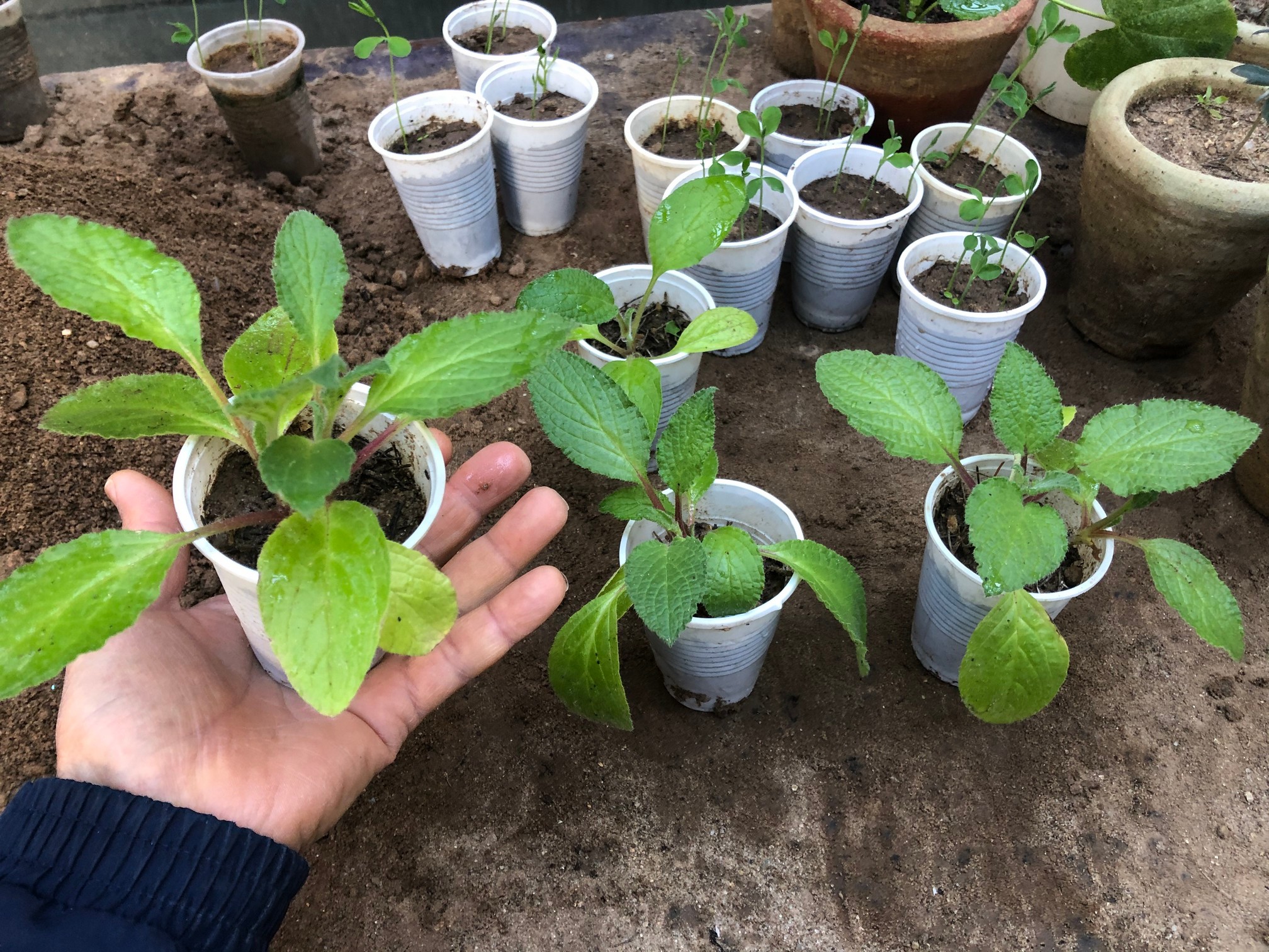 Transplant borage seedlings into the garden once the soil has warmed, making sure to harden them off first.