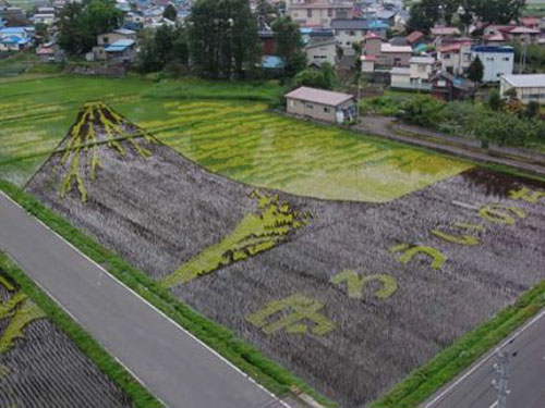 Beautiful Rice Field Art  11