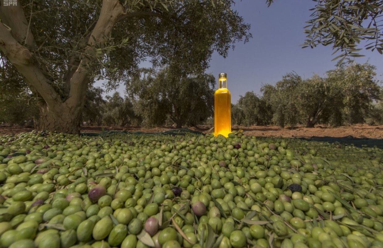 أكبر كمية أشجار زيتون بالعالم.. في هذه المدينة السعودية