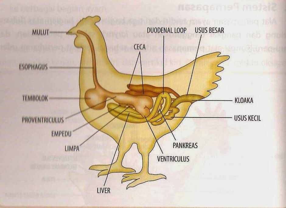 Mengenal saluran pencernaan  ayam Peternakan