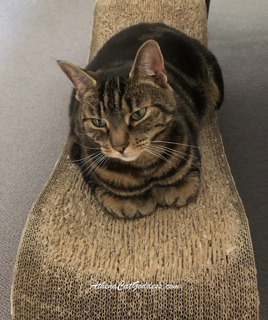 Cat on PetFusion Scratcher Lounge