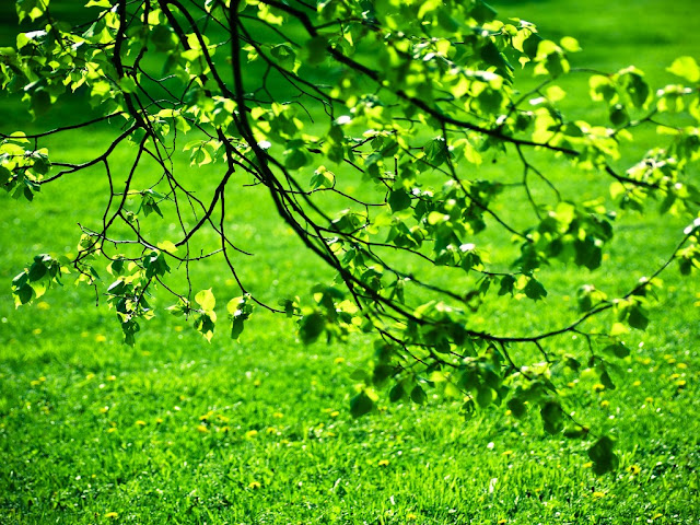 hojas verdes