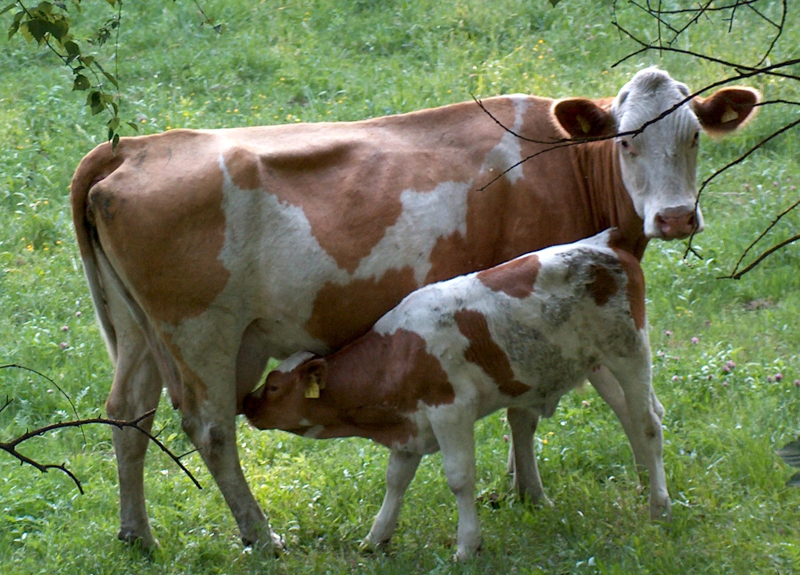  Gambar Sapi Lengkap Gambar Foto