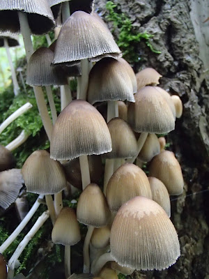 Czernidłak gromadny Coprinus disseminatus,