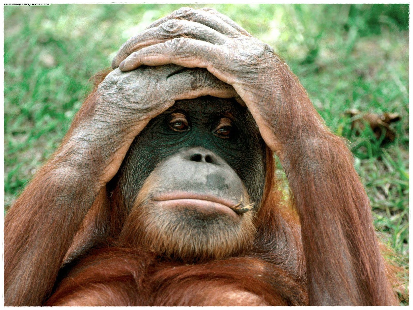 Gambar Orang Utan - Animasi Korea Meme Lucu Emo Bergerak