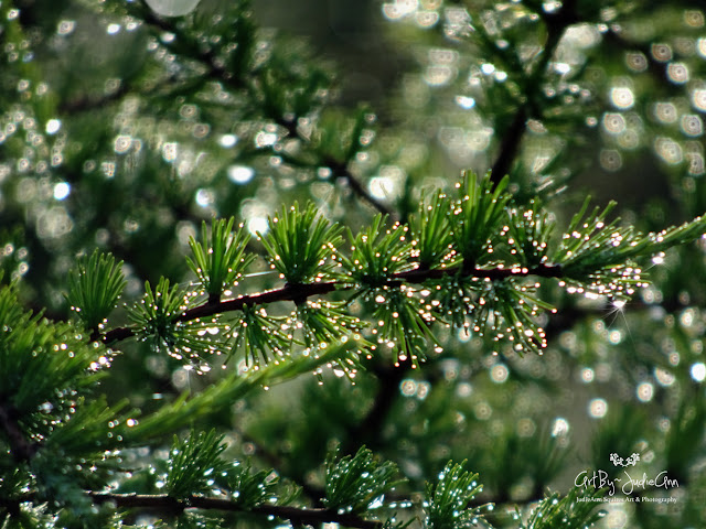 Bokeh On Branches