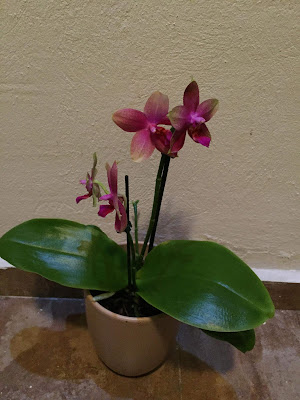 Phalaenopsis Sweet Memory orchid hybrid care and culture