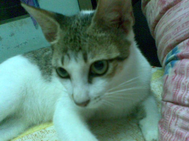 :: saye teringat kat miOw.. ::