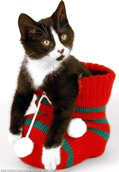 Funny Christmas kitten. 