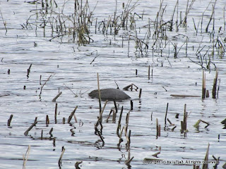 American Coot