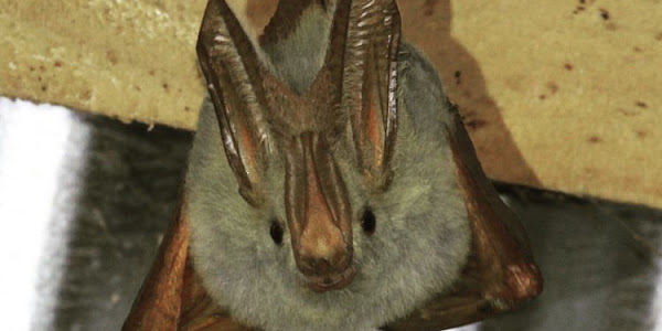 18 distinctive qualities of Bats