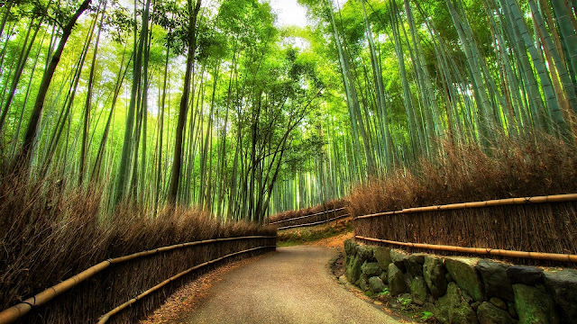 Arashiyama Bamboo Grove