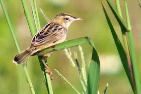 bird, Streaked Fantail Warbler, Cisticola juncidis, Okinawa, wildlife