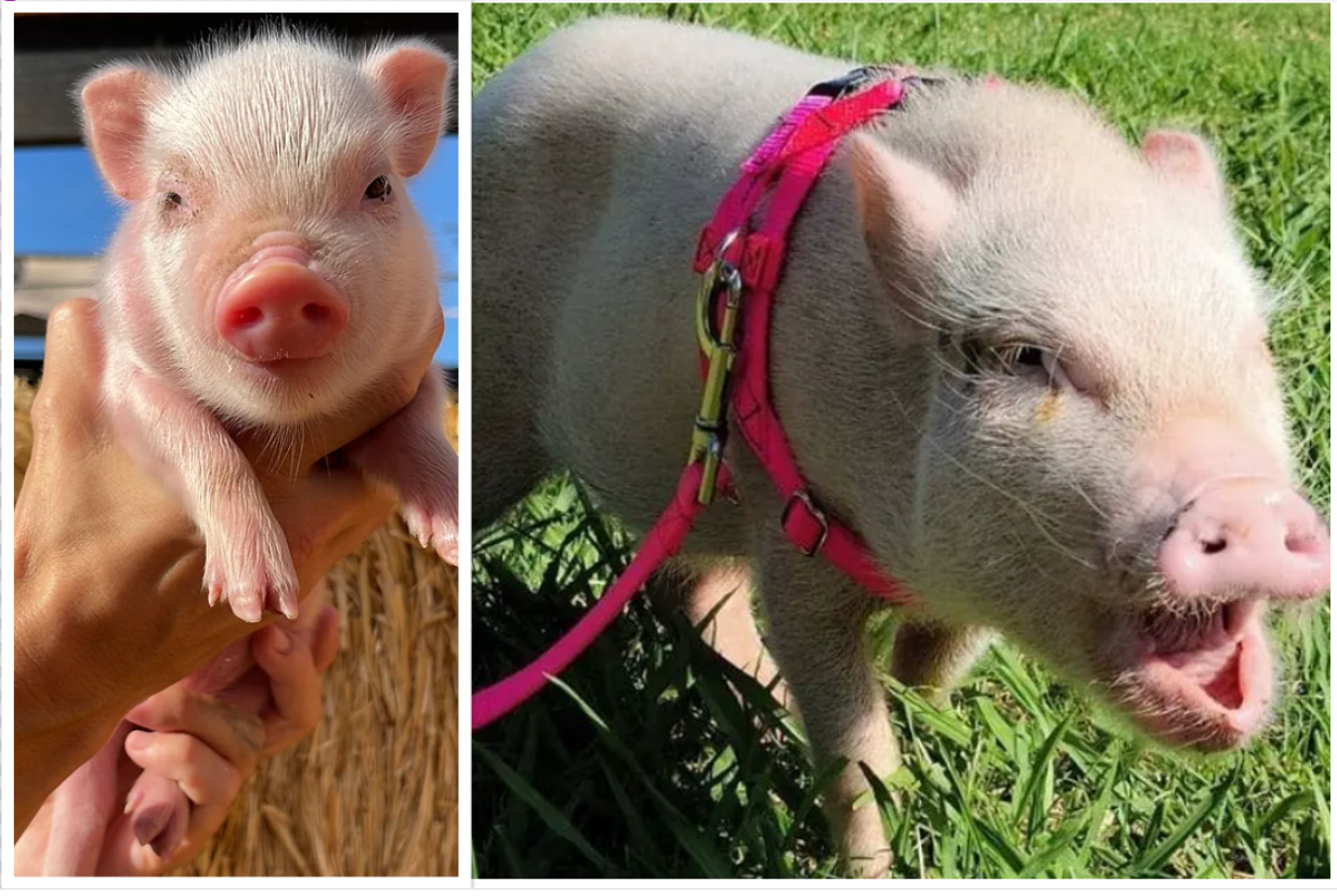 Two pet miniature pigs