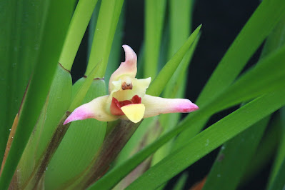 Maxillaria oreocharis - Mountain Loving Maxillaria care